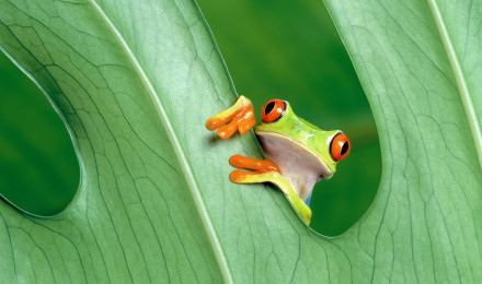 Frog Wallpaper