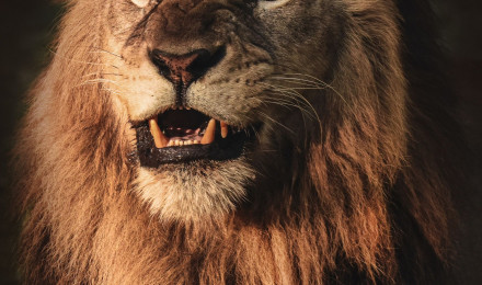 Best Lion Photo · 100% Free Downloads