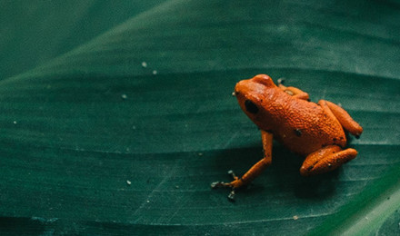 iPhone X wallpaper. frog leaf orange nature art