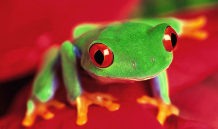 Frog Desktop and Mobile Wallpaper