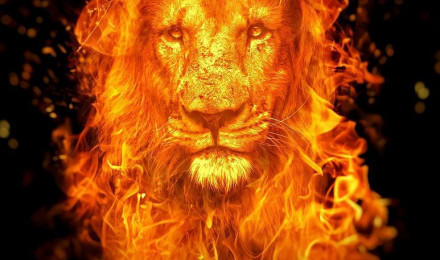 Download Lion Fire Wallpaper Royalty Free Stock Illustration Image