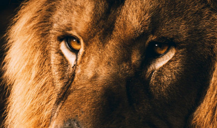 Lion Wallpaper for iPhone Pro Max, X, 6