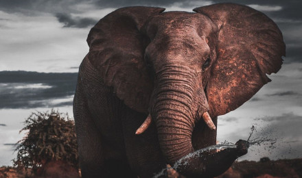 Elephant Wallpaper: Free HD Download [HQ]