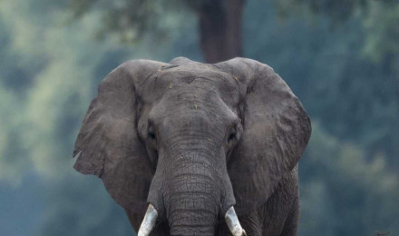 Grey elephant Wallpaper Download