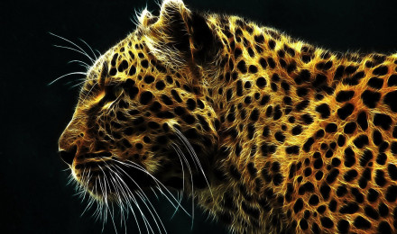 Leopard HD Wallpaper and Background