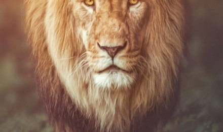 Lion Wallpaper background. Lion image, Lions photo, Lion live wallpaper