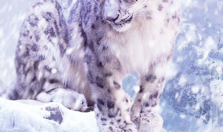 Snow Leopard Wallpaper