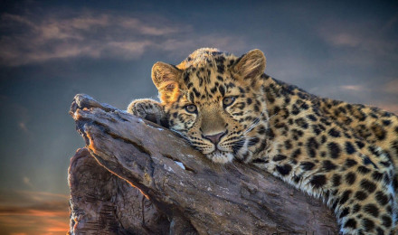 Leopards Wallpaper