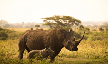 Rhinoceros Picture and Image in HD