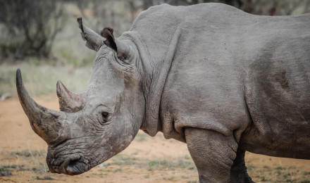 Rhino Photo, Download The BEST Free Rhino & HD Image