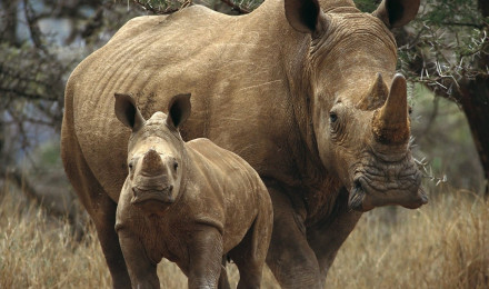 Rhino Computer Wallpaper, Desktop Backgroundx1440. Animals wild, Rhinoceros, Animal habitats