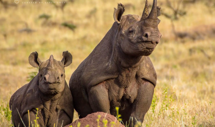 Wallpaper. Two Black Rhino On The African Plains. Art Of Safari