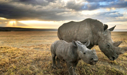 Animal Rhino HD Wallpaper