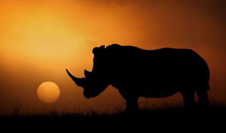 image Rhino Africa Silhouette Sun sunrise and sunset animal