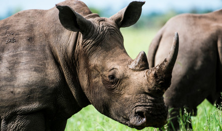 Rhino Photo, Download The BEST Free Rhino & HD Image