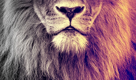 Lion Wallpaper Lion Background Image Download