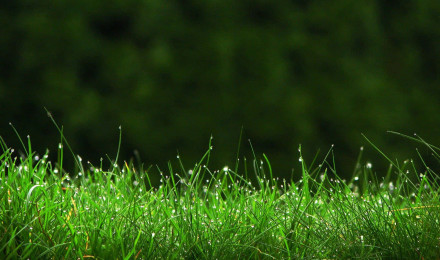 Grass Picture