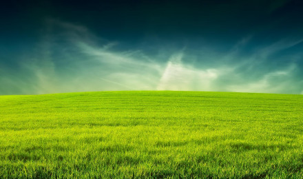 Grass Wallpaper