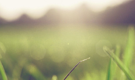 iPhone X wallpaper. grass green blue bokeh light summer nature