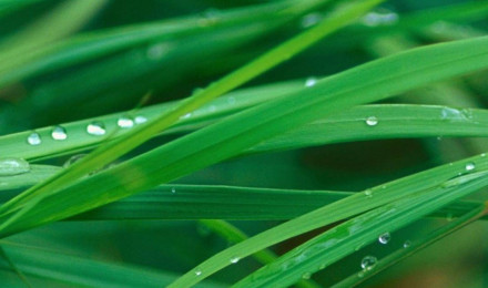 Wallpaper grass, 5k, 4k wallpaper, OSX, green, dew, Nature