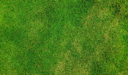 Grass Lawn Field