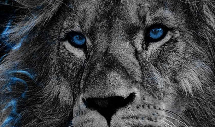 iPhone 14 Pro Lion Wallpaper