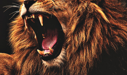 Lion Wallpaper, HD Lion Background, Free Image Download