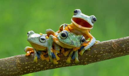 Baby Frogs Wallpaper