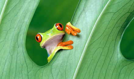 Frog Wallpaper Free. Frog wallpaper, Red eyed tree frog, Animal wallpaper