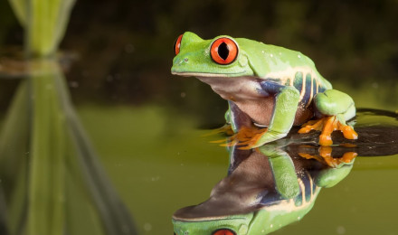 Frog Chromebook Pixel HD 4k Wallpaper, Image, Background, Photo and Picture