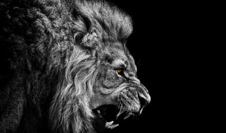 Lion Wallpaper Black And White