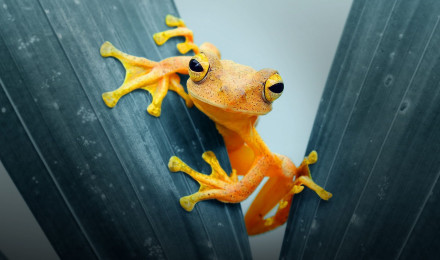 Amphibian HD Wallpaper and Background