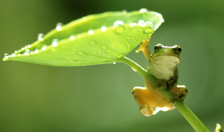 Download Kawaii Frog On A Spring Rain Wallpaper