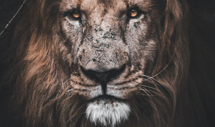 Lion Face Picture. Download Free Image