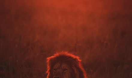 Download Lion wallpaper for mobile phone, free Lion HD picture