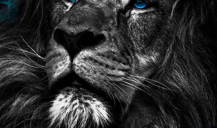 King, black, lion, lions, HD phone wallpaper