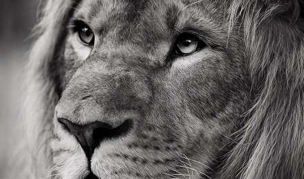 Lion wallpaper for iPhone and iPad