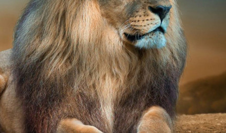 Angry Lion Look Wallpaper Download