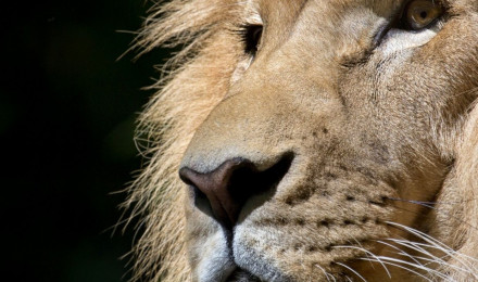 African Lion Wallpaper 4K, Face, Big cat, Predator