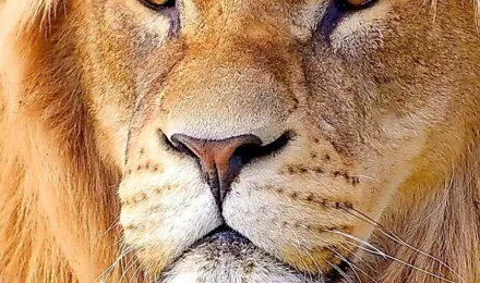 Lion Wallpaper for Mobile Lion Wallpaper APK for Android Download