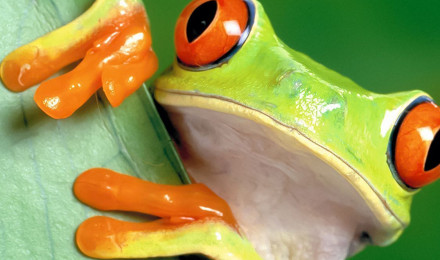 Frog Wallpaper Download