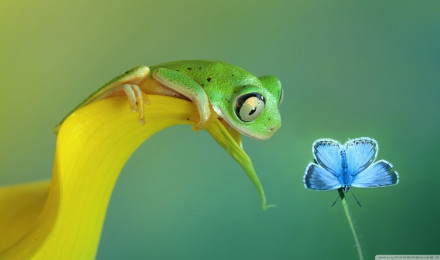 Cute Frog Ultra HD Desktop Background Wallpaper for 4K UHD TV : Widescreen & UltraWide Desktop & Laptop : Tablet