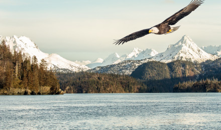 Wallpaper eagle, mountains, lake, 5k, Animals