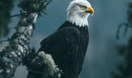 Bald Eagle, bird, nature, wild, HD phone wallpaper