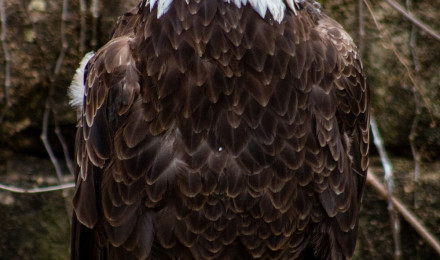 Eagle Picture. Download Free Image