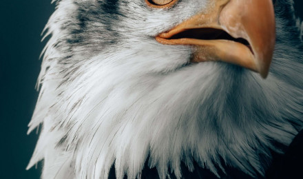 Gazing Bald Eagle