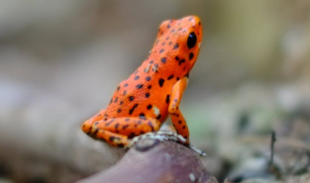 Orange Frog Wallpaper, Android & Desktop Background