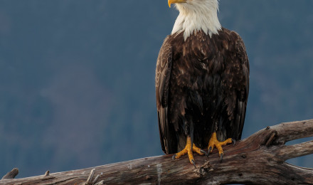 Download Eagle wallpaper for mobile phone, free Eagle HD picture