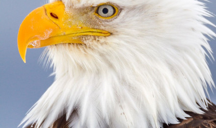 Closeup Portrait Of American Bald Eagle Fine Art Photo. Photo by Joseph C. Filer