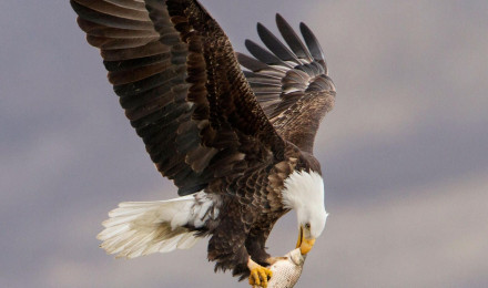 Eagle Wallpaper Download